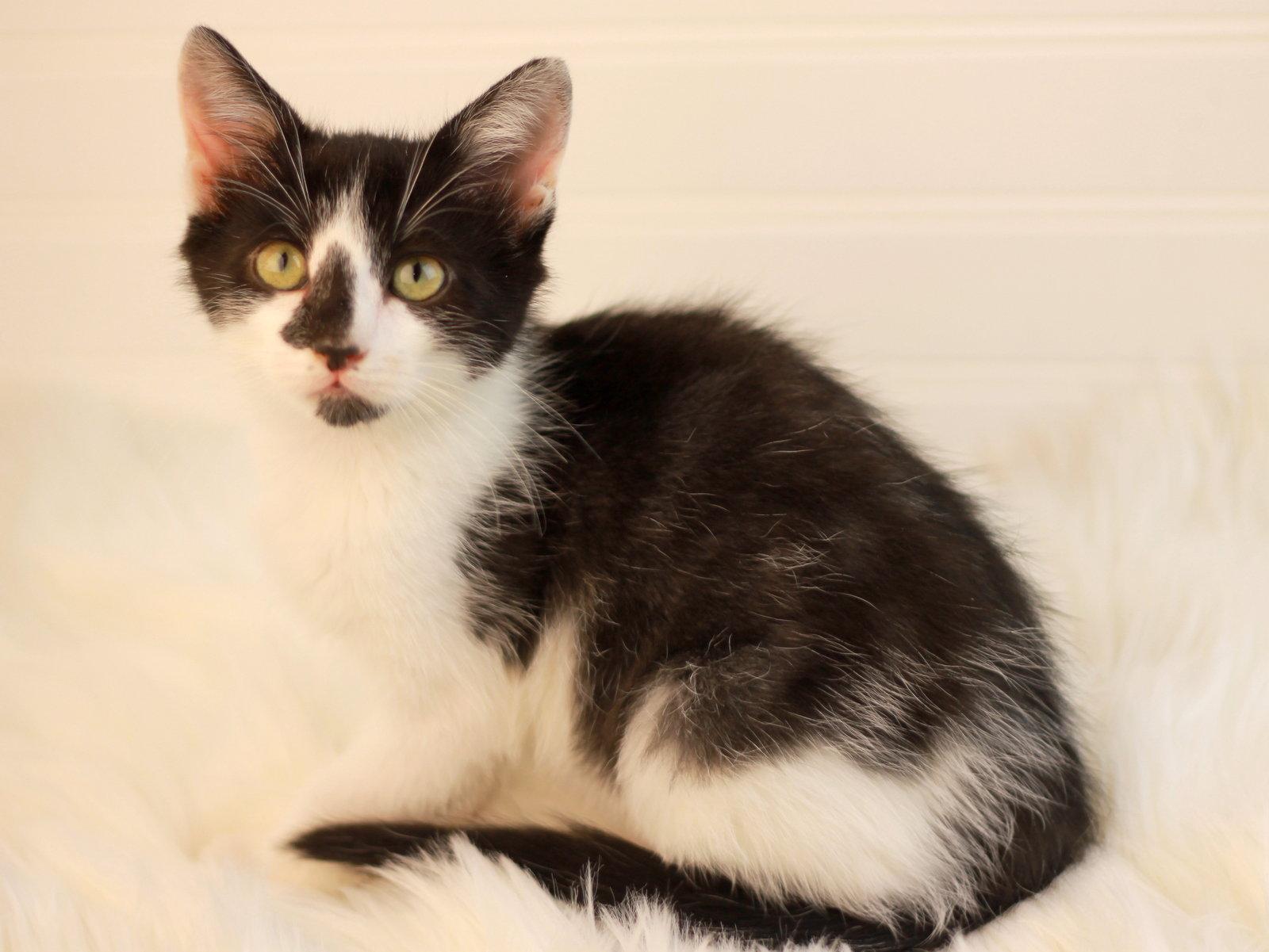 Enlarge Neptune, a Adoptable mixed breed in Cookeville, TN image 2/3