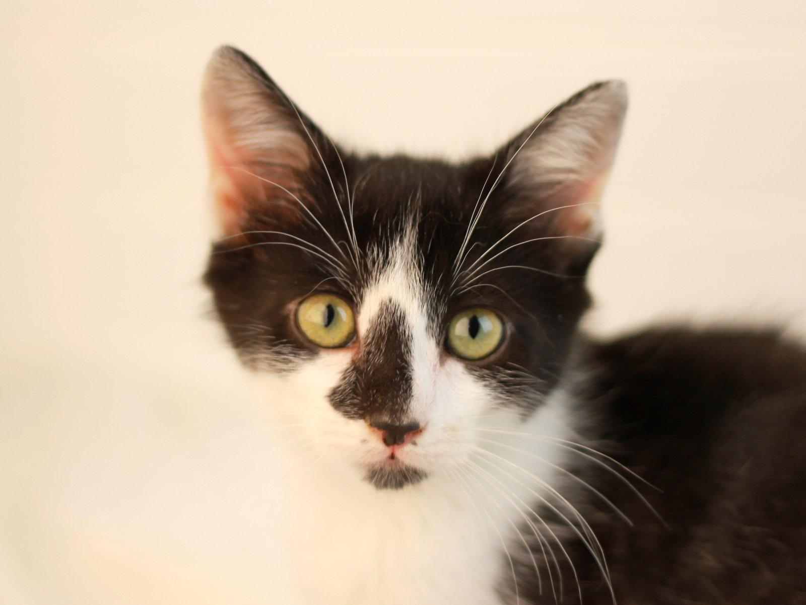 Enlarge Neptune, a Adoptable mixed breed in Cookeville, TN image 3/3