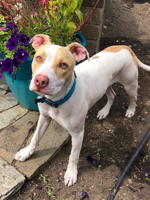 Roulette, Adoptable, Puppy Male Pit Bull Terrier.