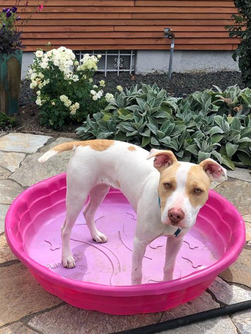 Roulette, a Adoptable mixed breed in Spokane, WA image 2/6