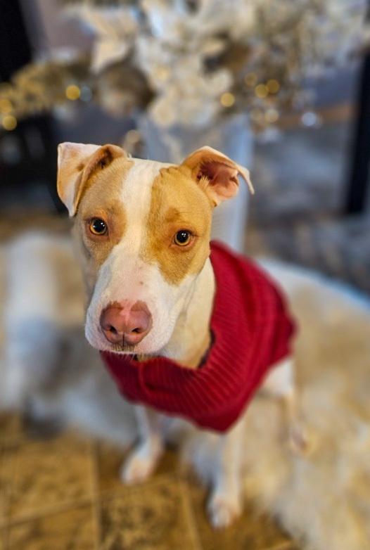 Roulette, a Adoptable mixed breed in Spokane, WA image 4/6