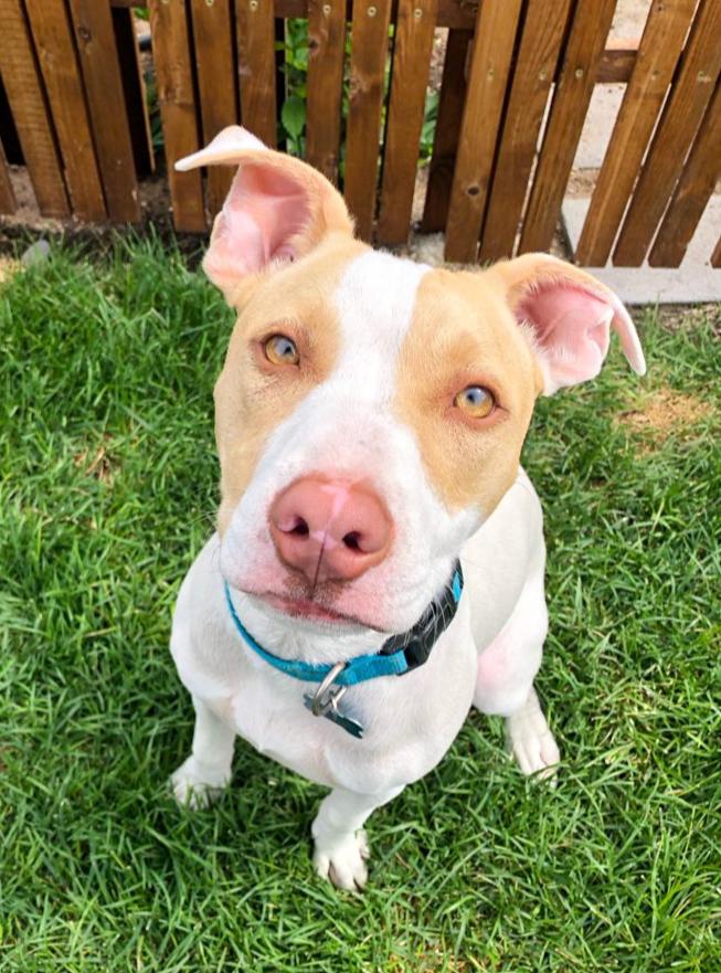 Enlarge Roulette, a Adoptable mixed breed in Spokane, WA image 5/6