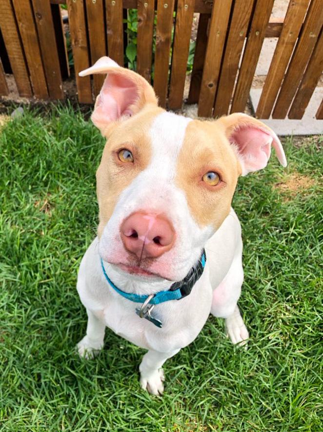 Roulette, a Adoptable mixed breed in Spokane, WA image 5/6