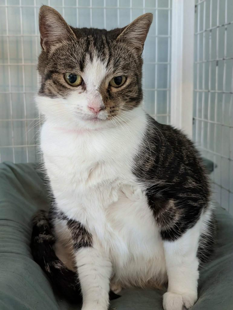 Candy, Adoptable, Young Female Domestic Short Hair.