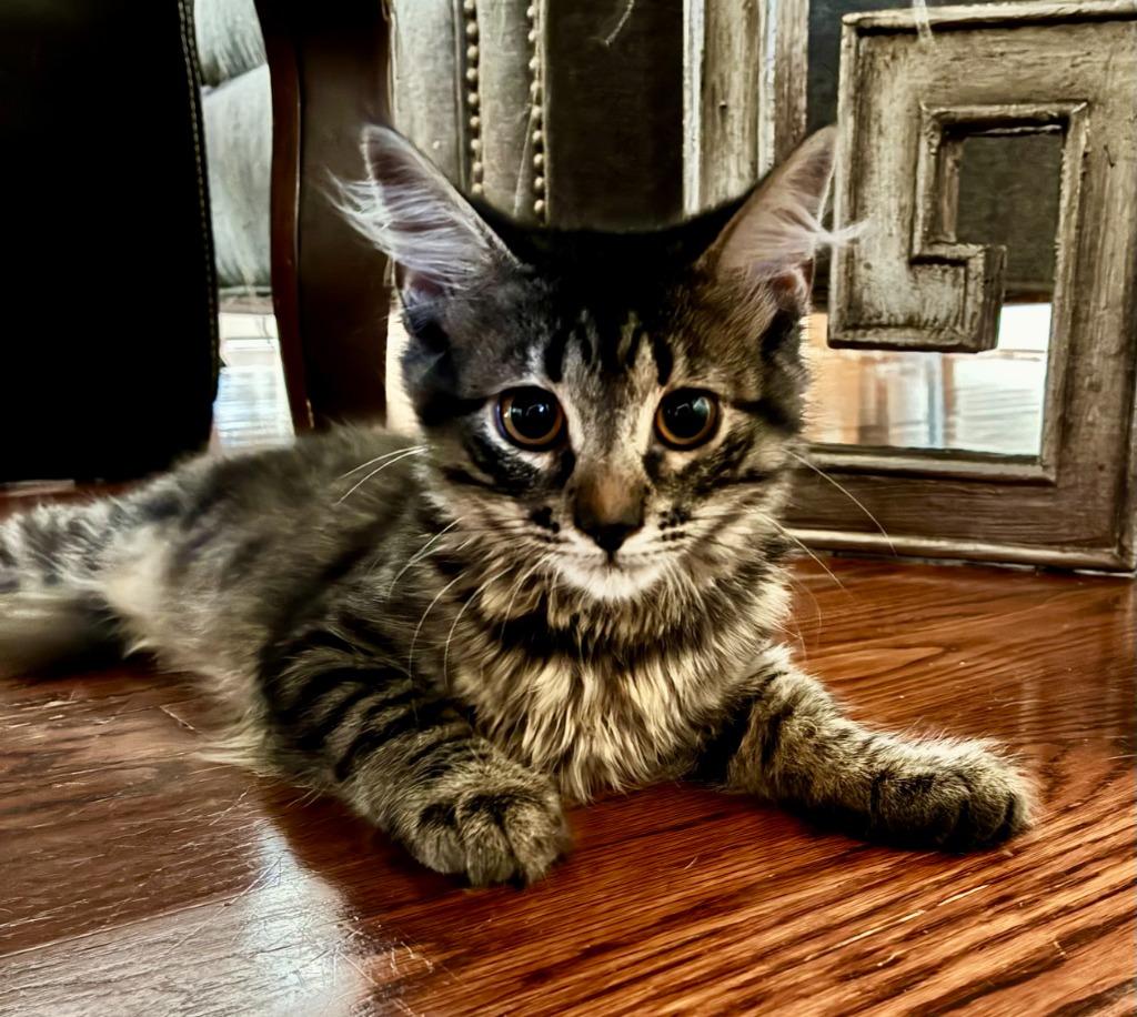 Enlarge Monkey, a Adopted Domestic Medium Hair in Little Rock, AR image 1/1