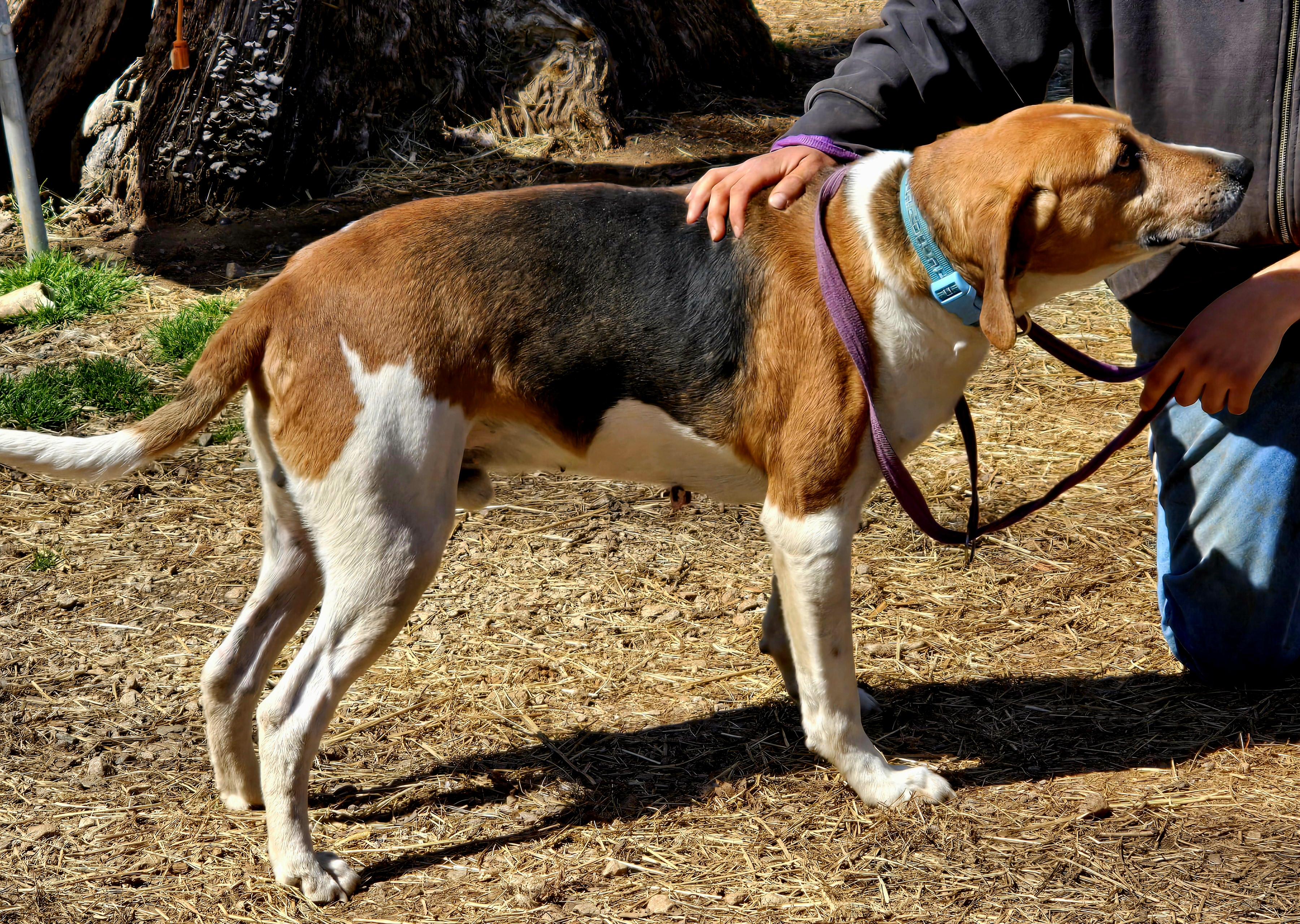 Enlarge Chester, a Adoptable Coonhound in Chase City, VA image 1/1