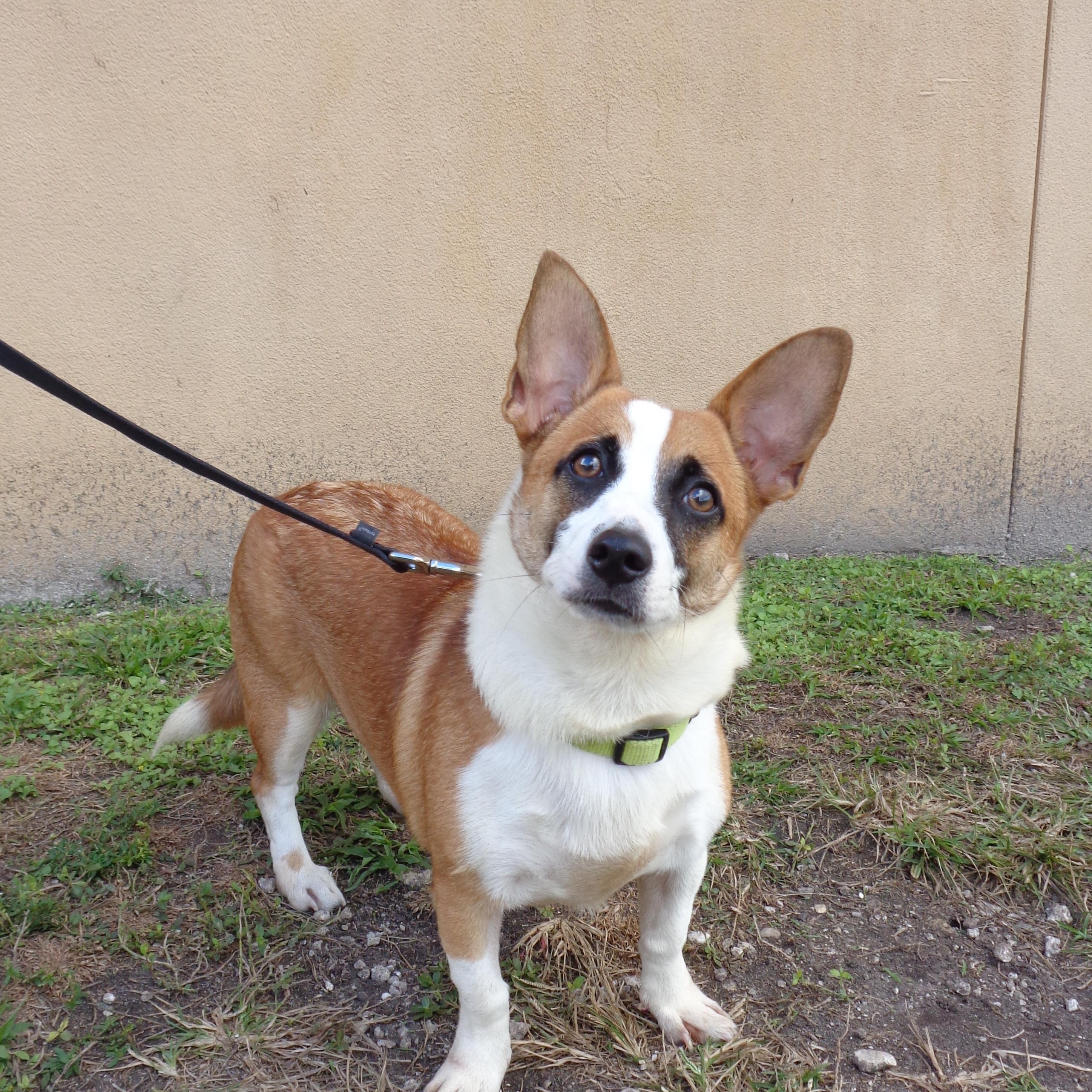 REBA-TRAINED DOG, adopted, Young Female Terrier & Mixed Breed.