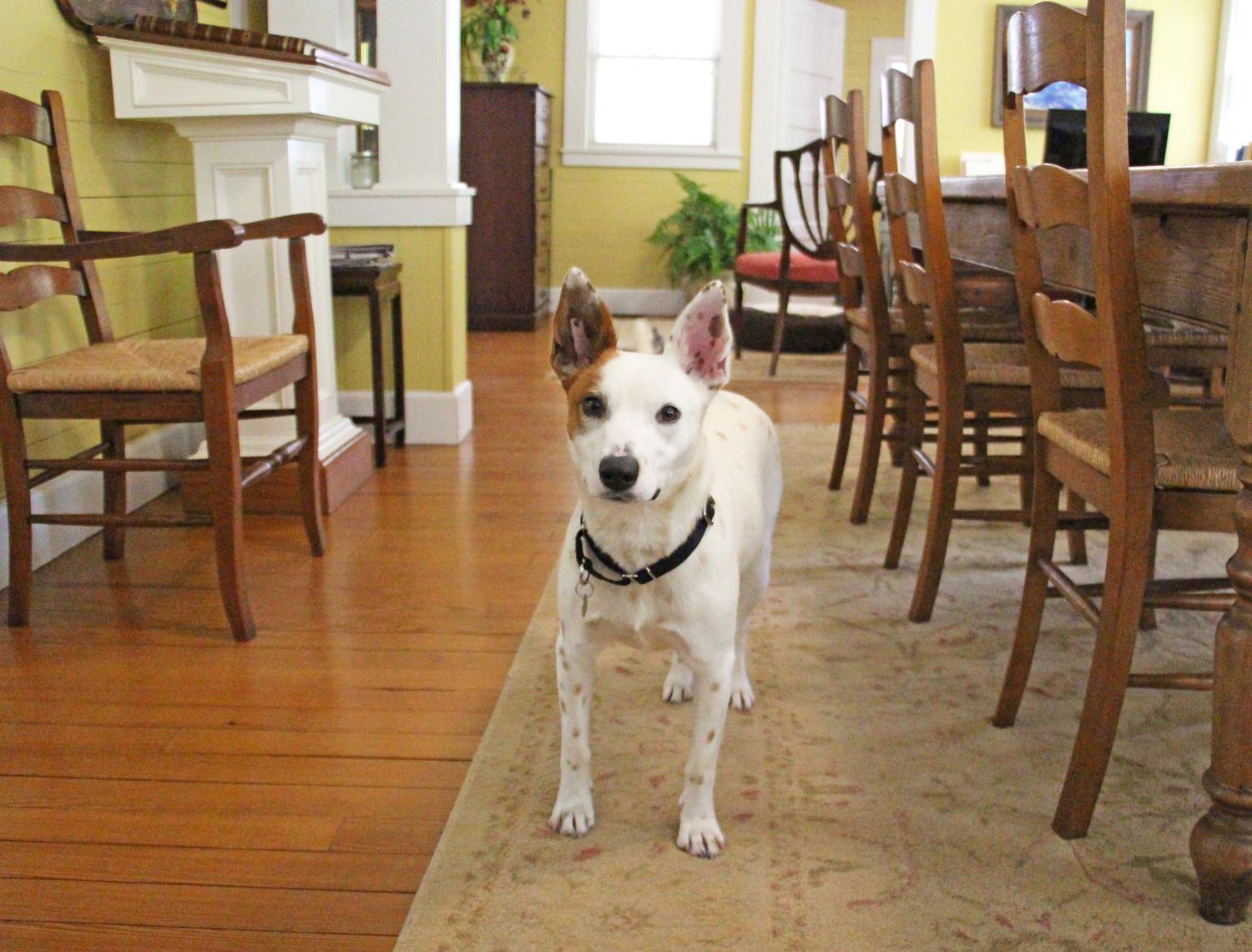 Nola, Young Female Jack Russell Terrier