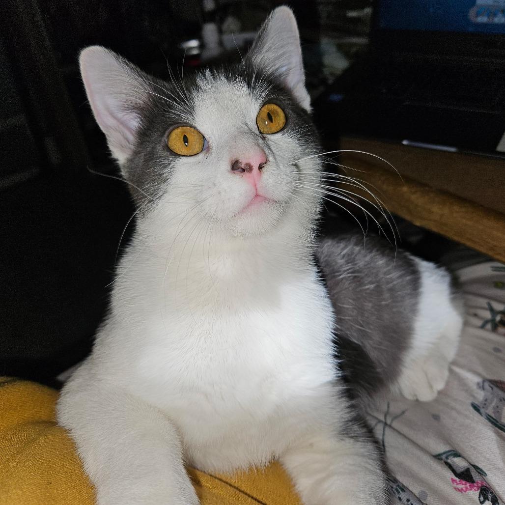 Enlarge Pinto, a Adoptable Domestic Short Hair in Hanna City, IL image 1/2