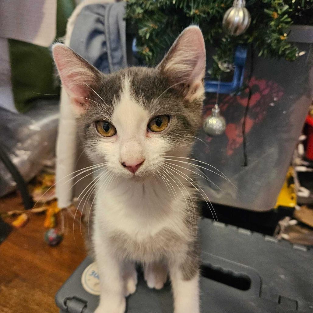 Enlarge Pinto, a Adoptable Domestic Short Hair in Hanna City, IL image 2/2