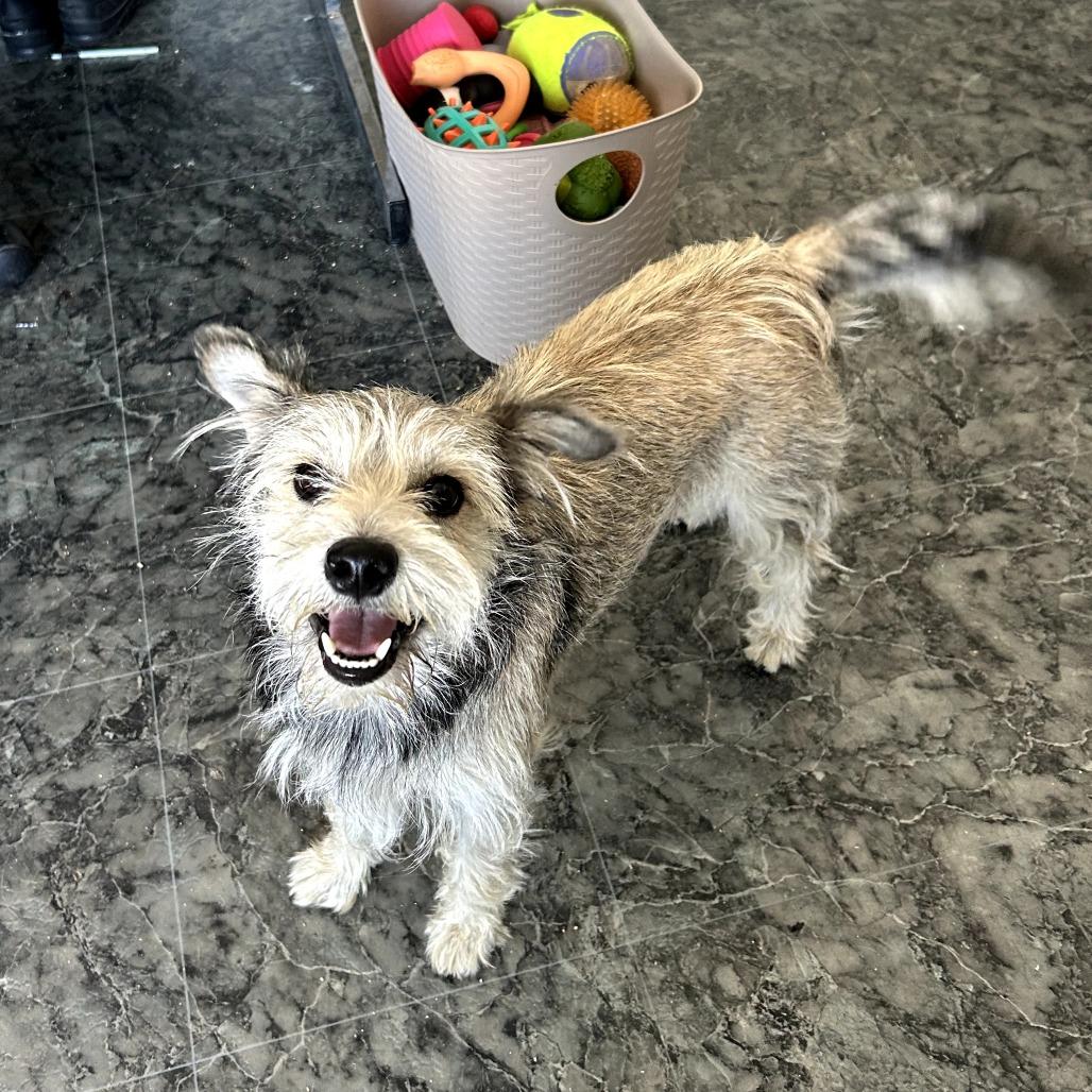 Max, Adoptable, Young Male Wirehaired Terrier & Mixed Breed.