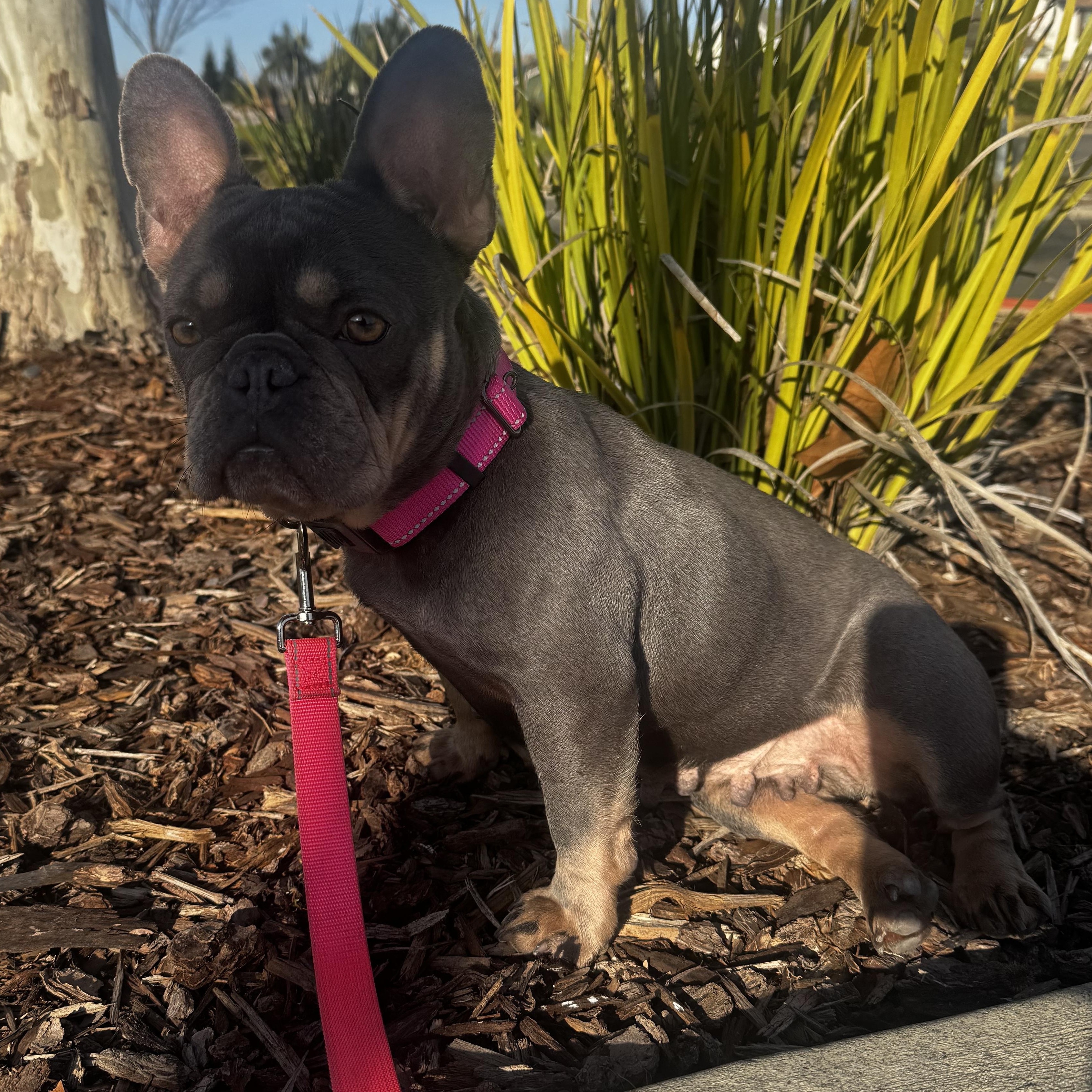 Enlarge Tilly, an adopted French Bulldog in Lincoln, CA image 4/4