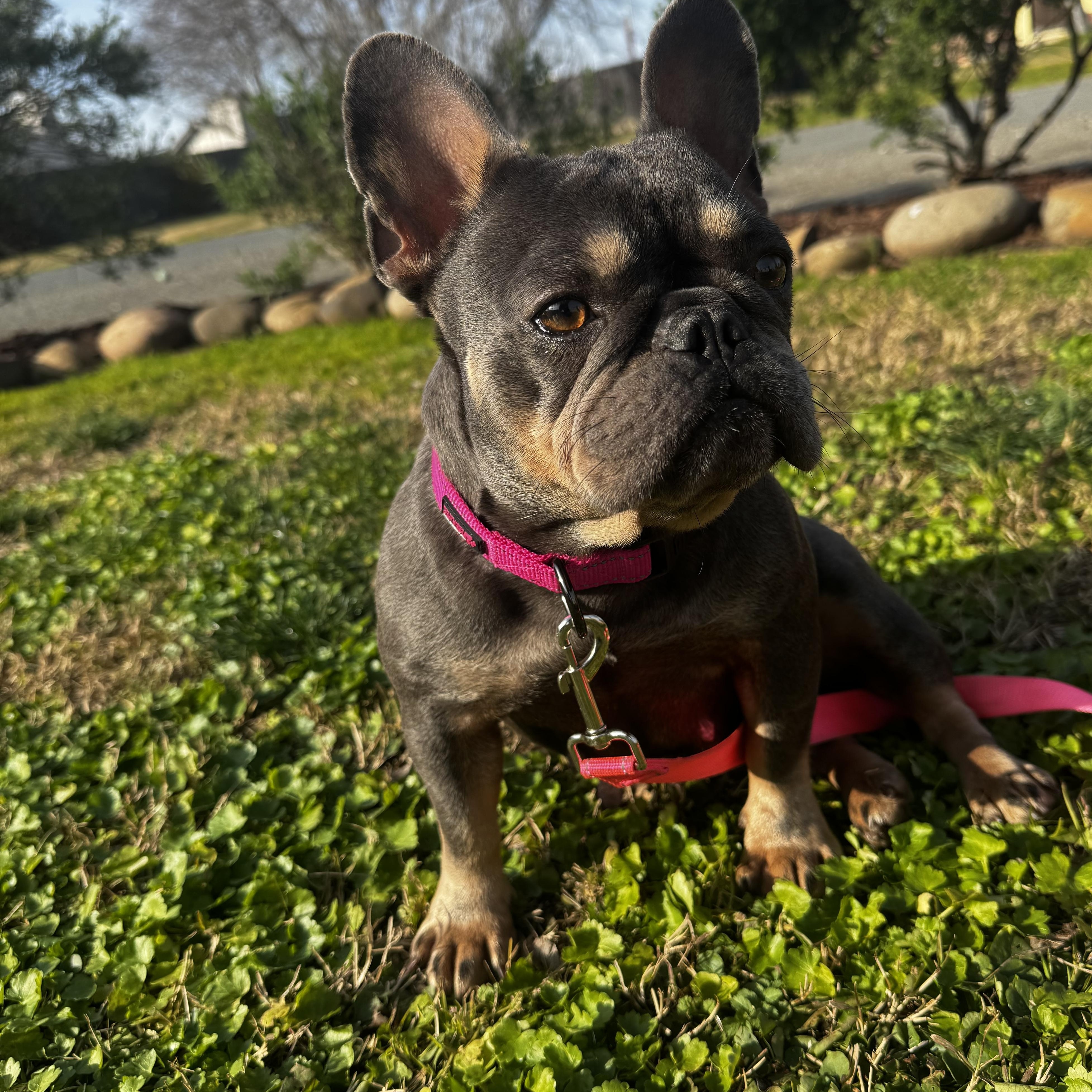 Tilly, adopted, Young Female French Bulldog.