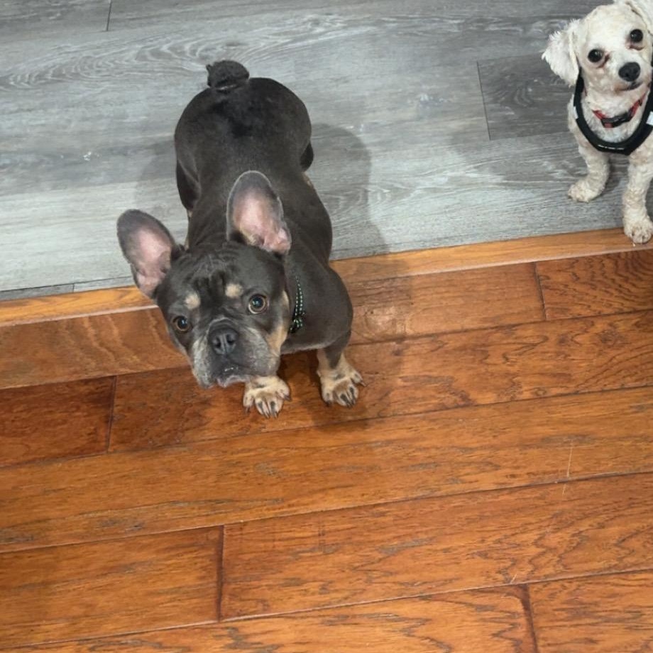 Enlarge Tilly, an adopted French Bulldog in Lincoln, CA image 3/4