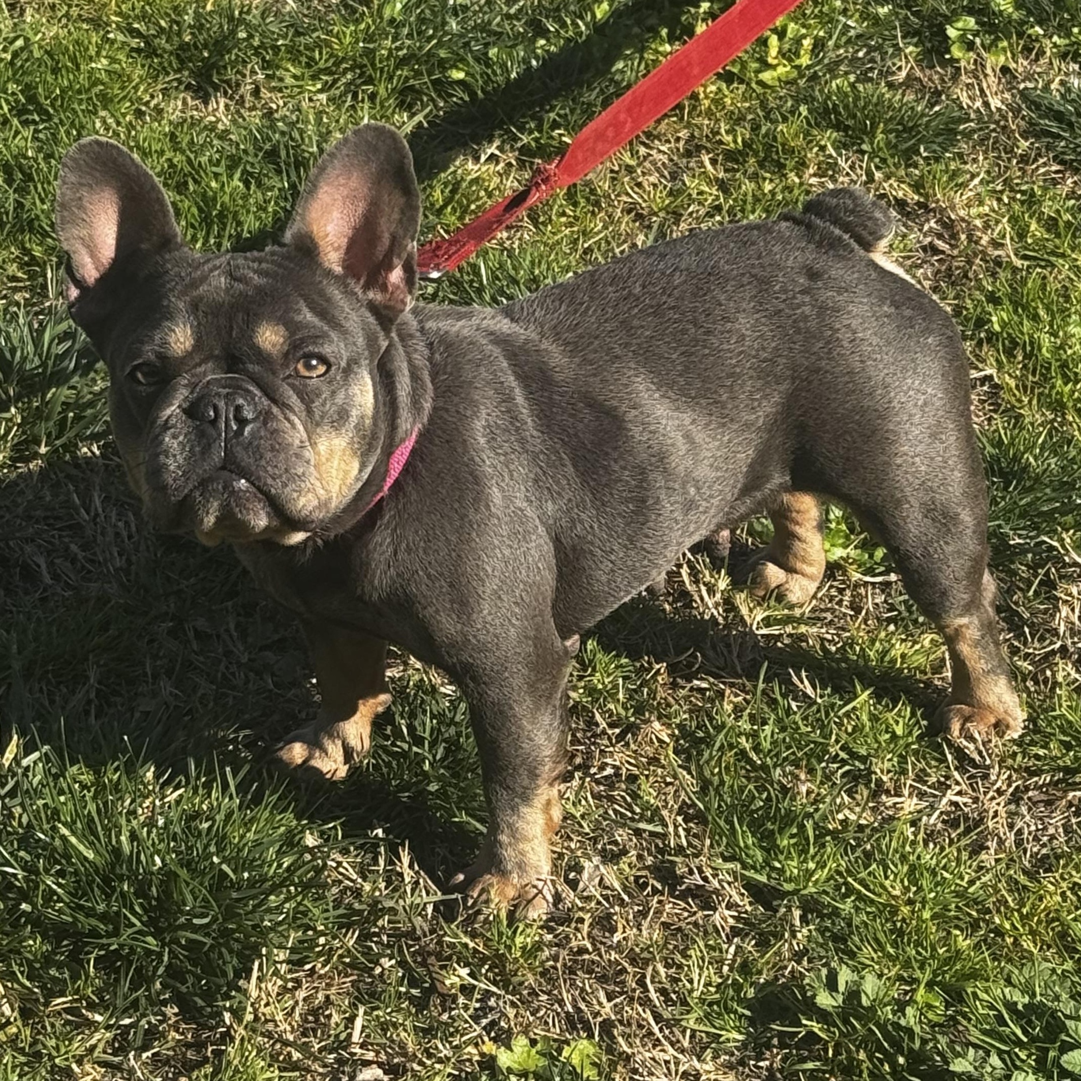 Enlarge Tilly, an adopted French Bulldog in Lincoln, CA image 2/4