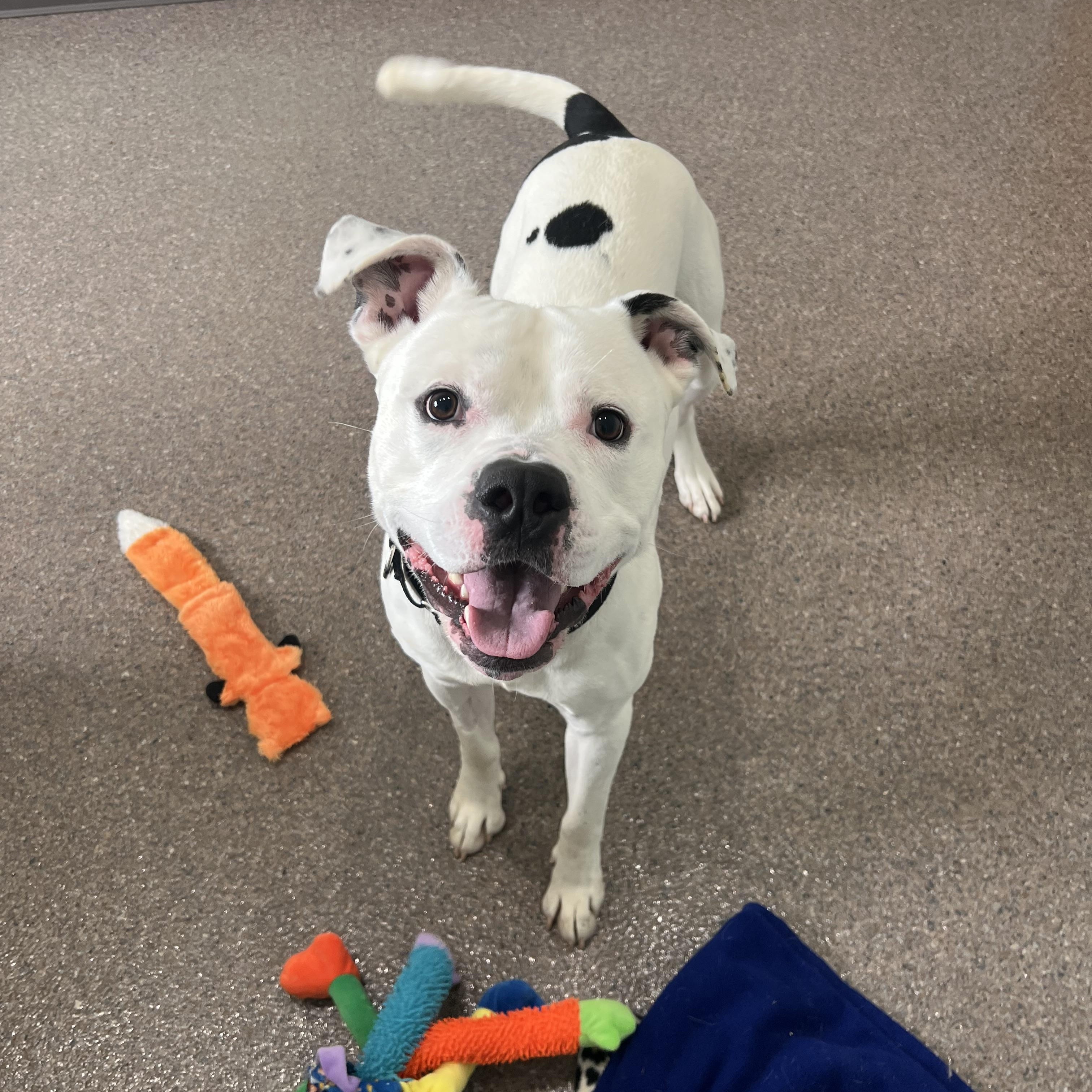 Nuggy- Prison Program Graduate, an adoptable American Bulldog in Sault Sainte Marie, MI, 49783 | Photo Image 1