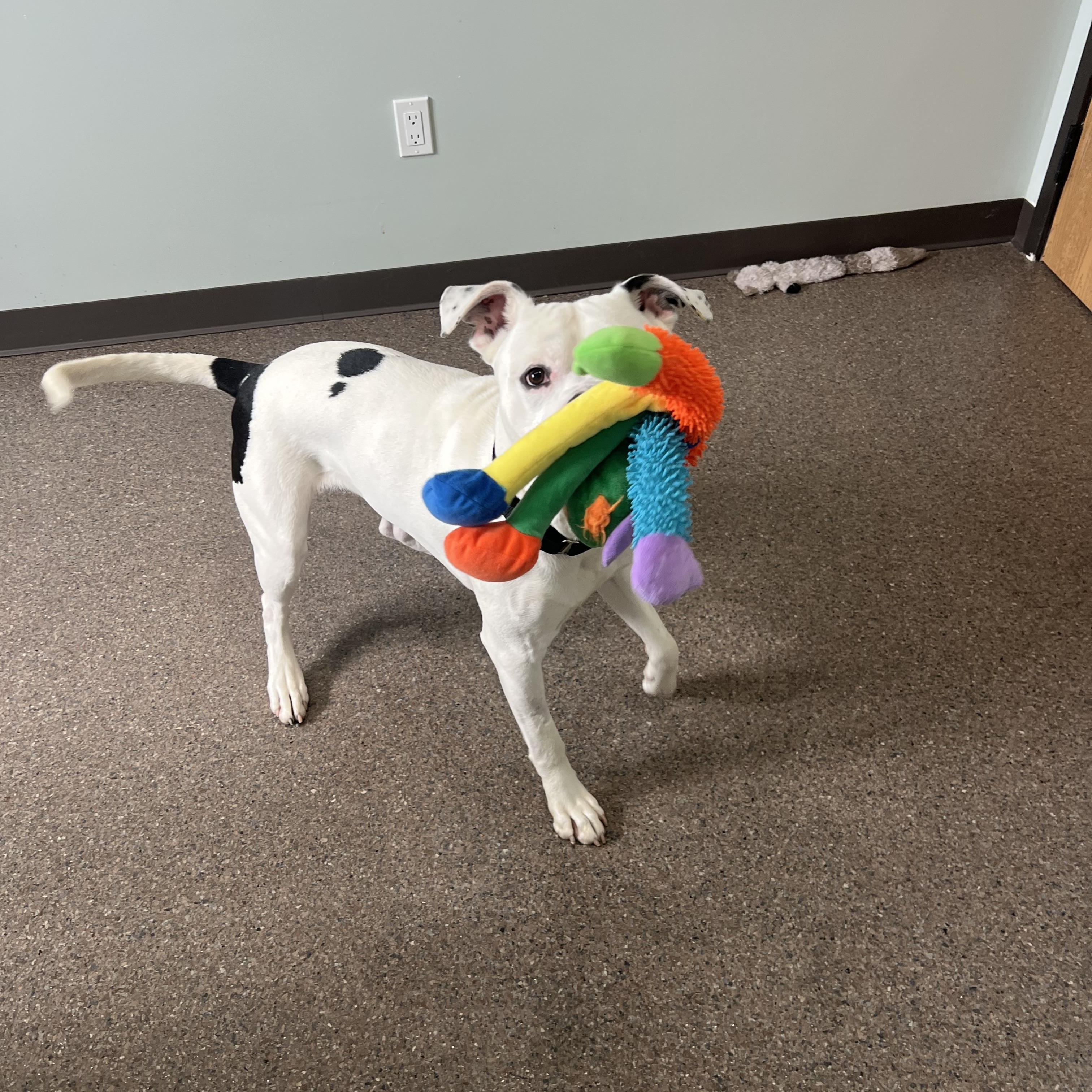 Nuggy- Prison Program Graduate, an adoptable American Bulldog in Sault Sainte Marie, MI, 49783 | Photo Image 3