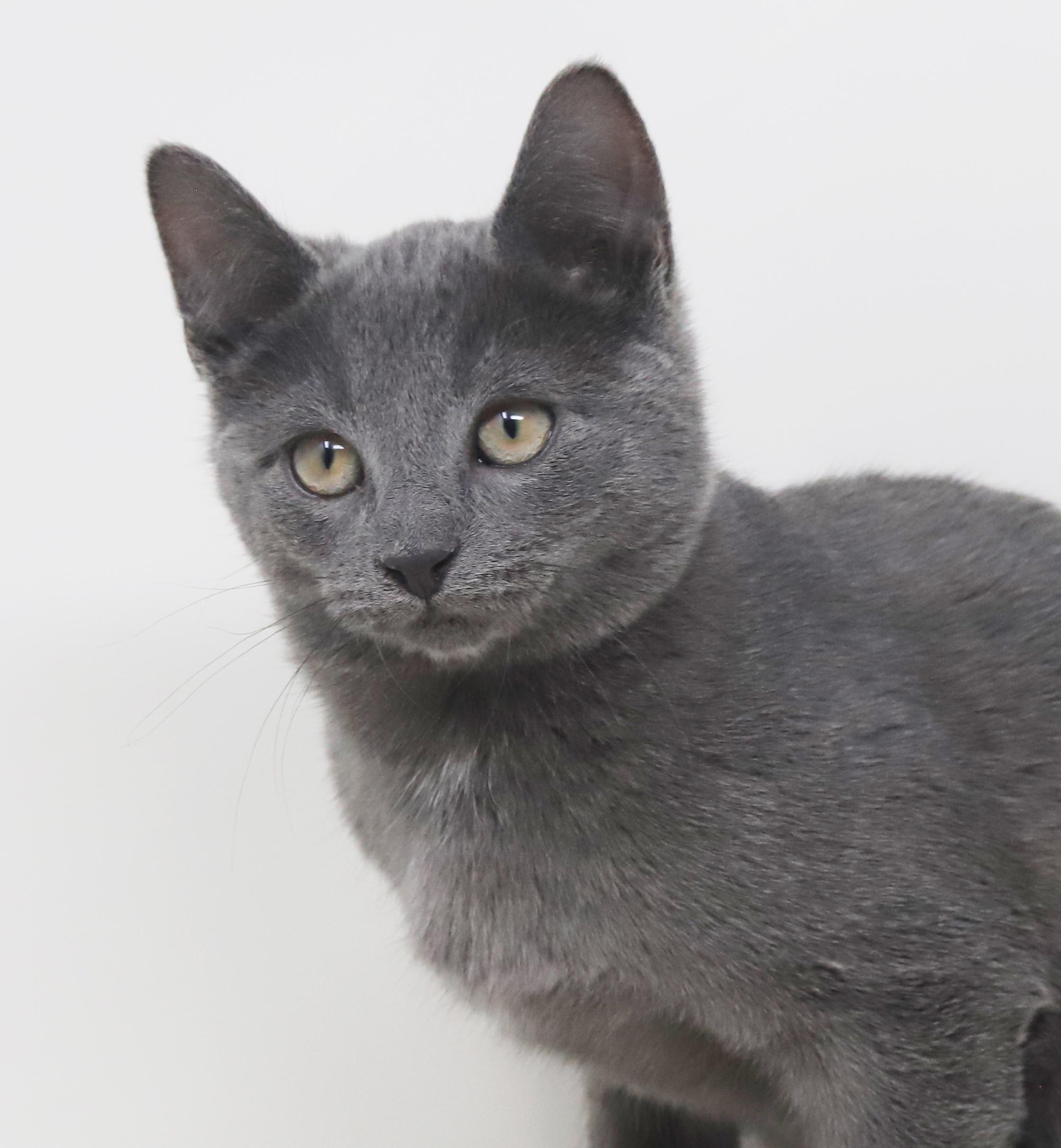 Enlarge Cobalt is the ultimate cutie patootie!, an adoption pending Russian Blue in Bedford Hills, NY image 2/6