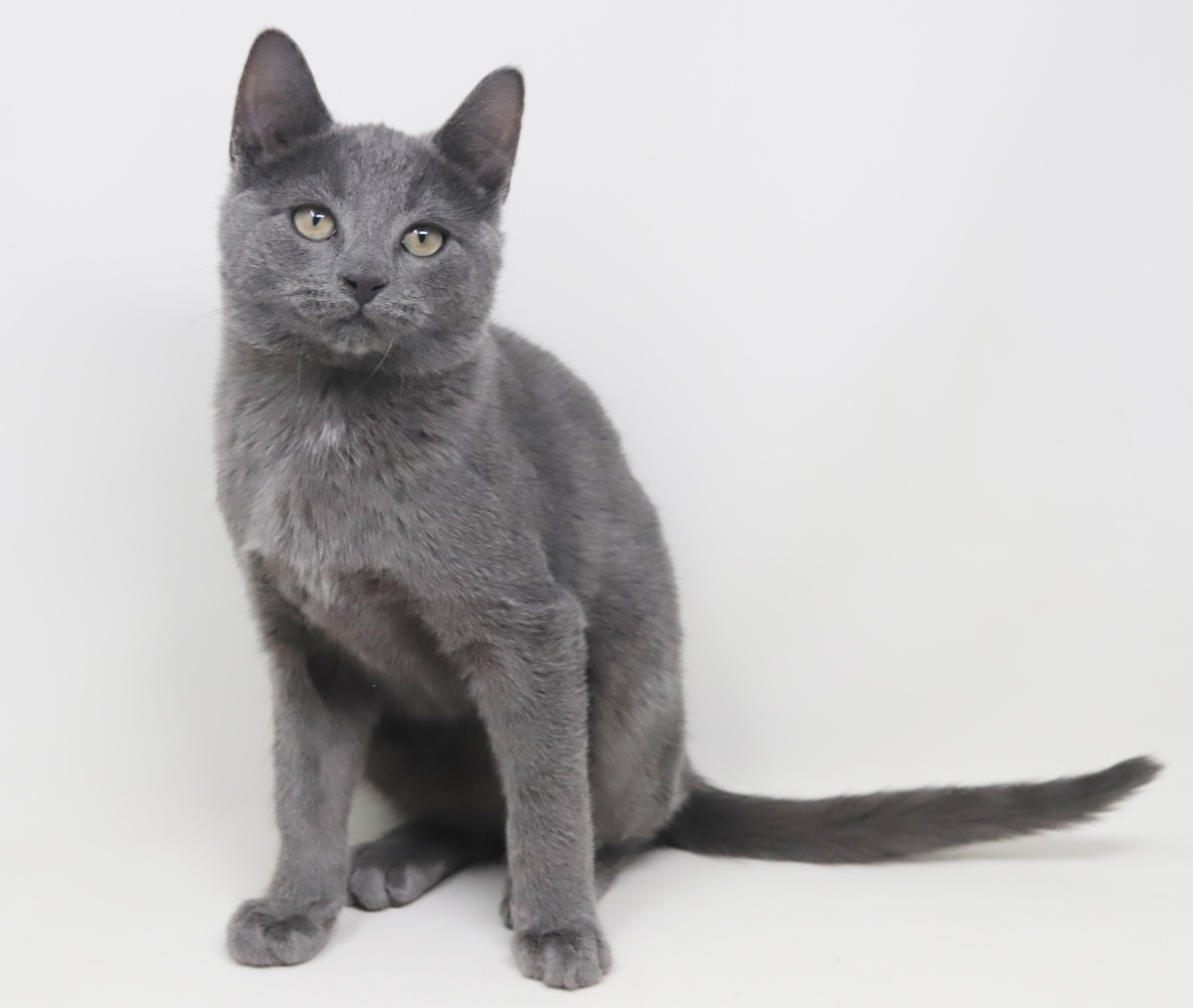 Enlarge Cobalt is the ultimate cutie patootie!, an adoption pending Russian Blue in Bedford Hills, NY image 4/6