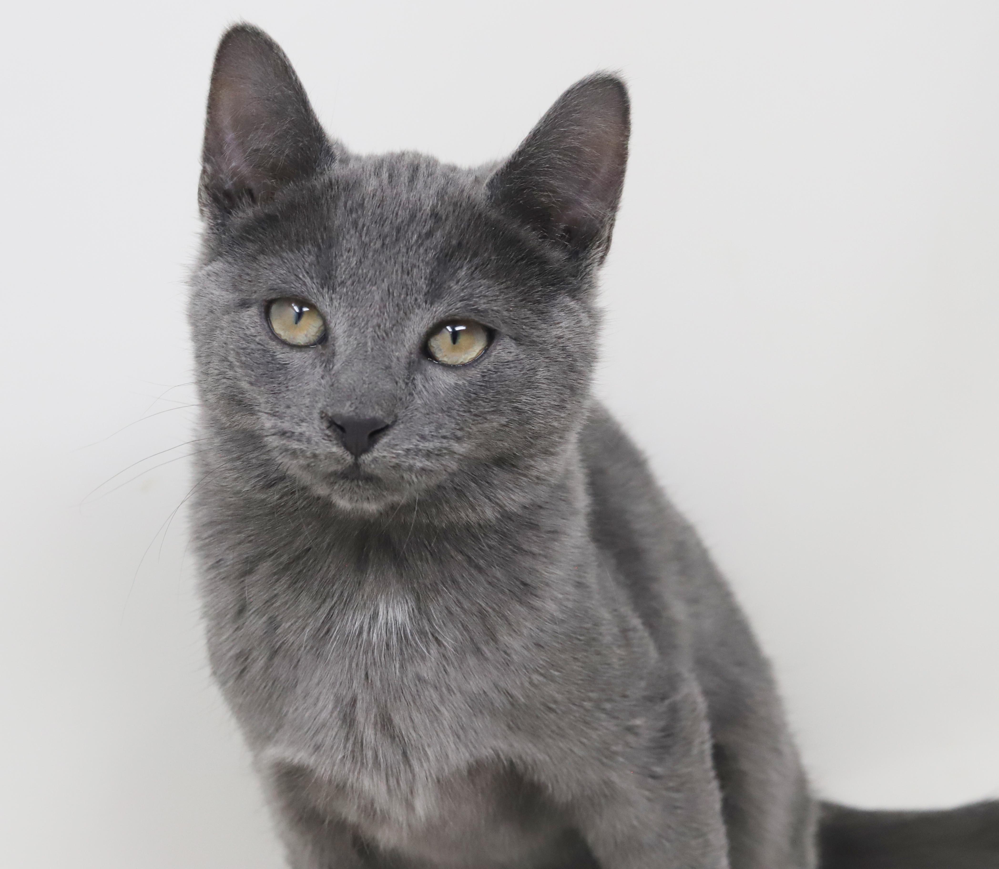 Cobalt is the ultimate cutie patootie!, Adoptable, Kitten Male Russian Blue.