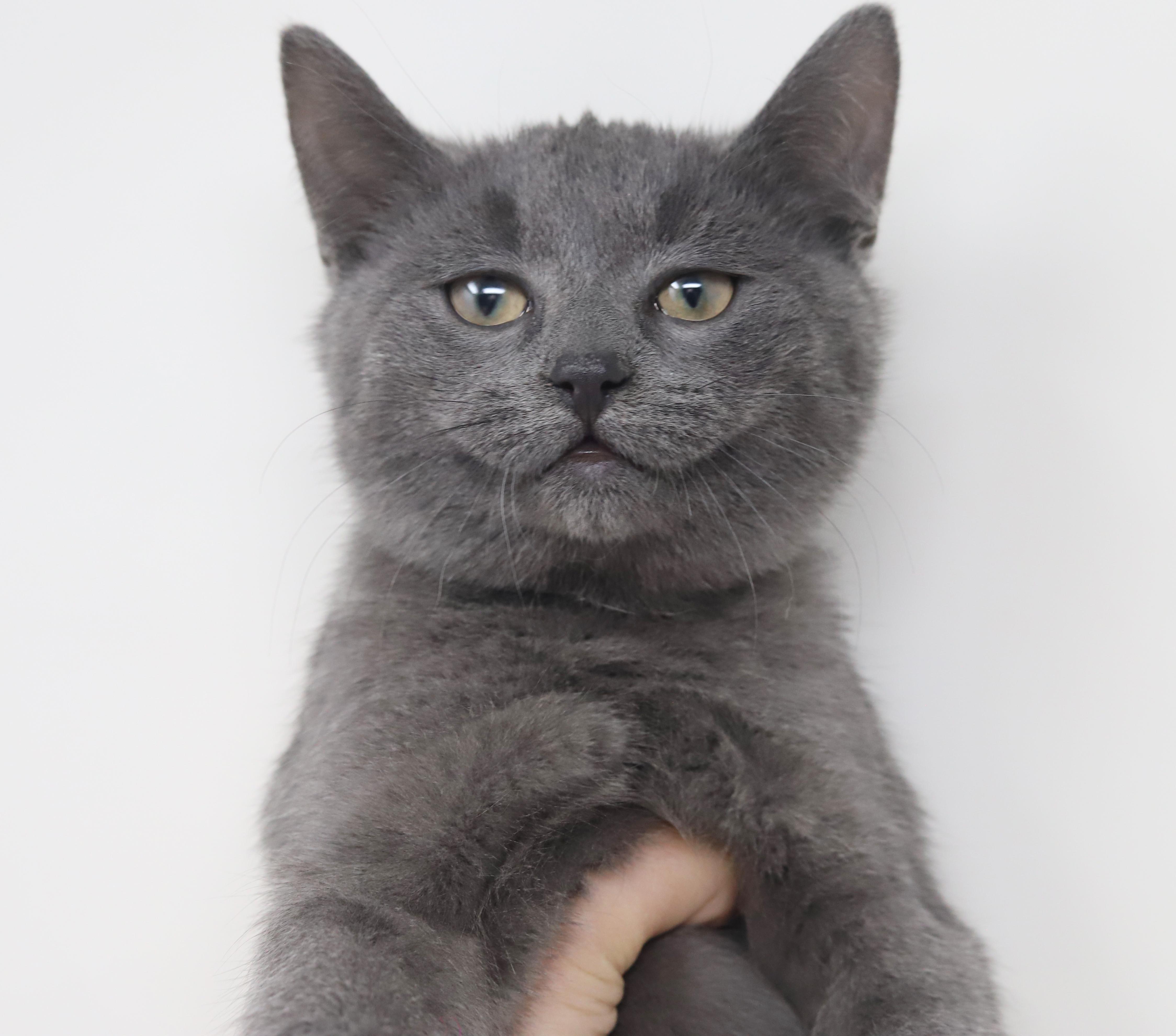 Enlarge Cobalt is the ultimate cutie patootie!, an adoption pending Russian Blue in Bedford Hills, NY image 3/6