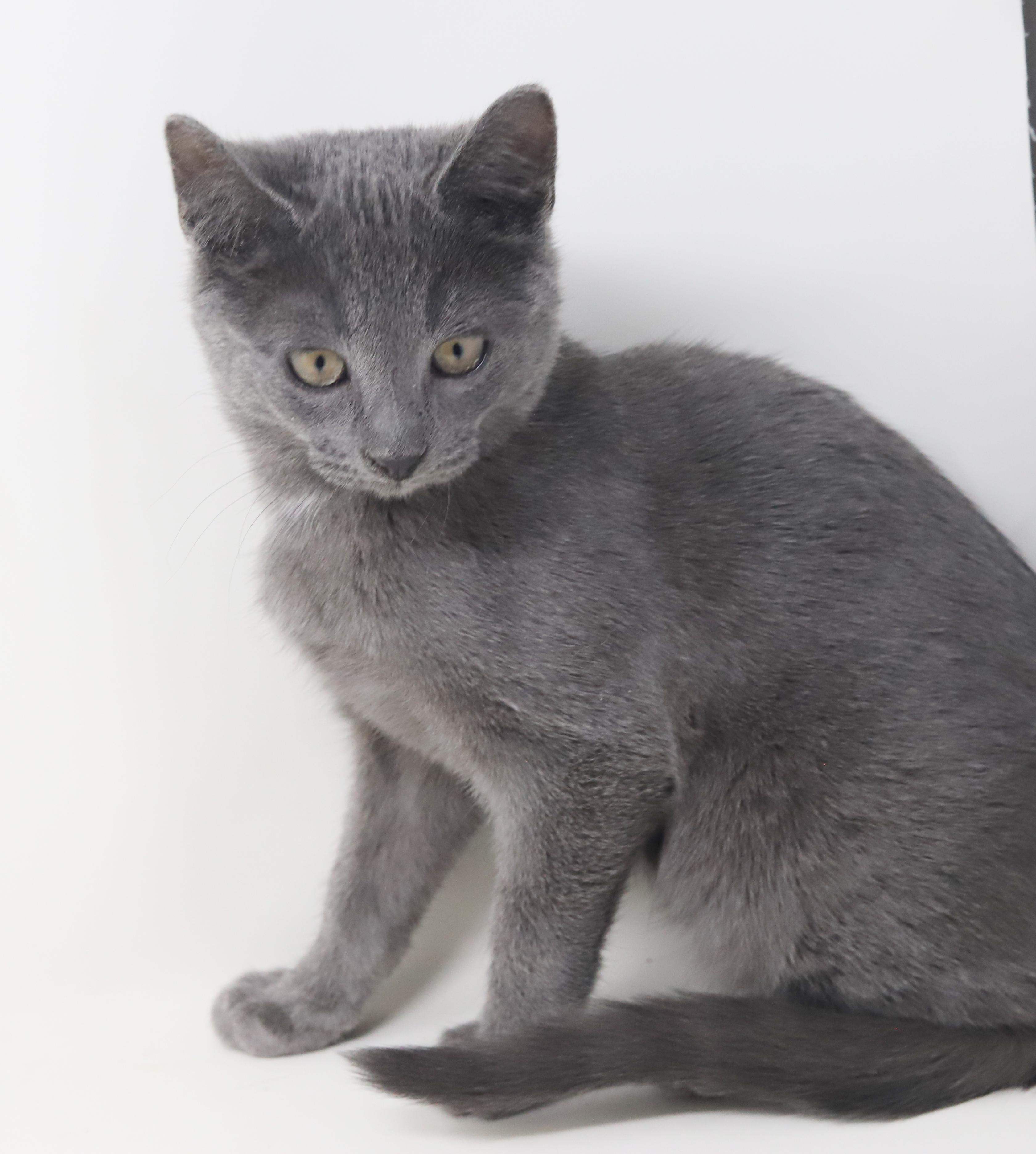 Enlarge Cobalt is the ultimate cutie patootie!, an adoption pending Russian Blue in Bedford Hills, NY image 5/6