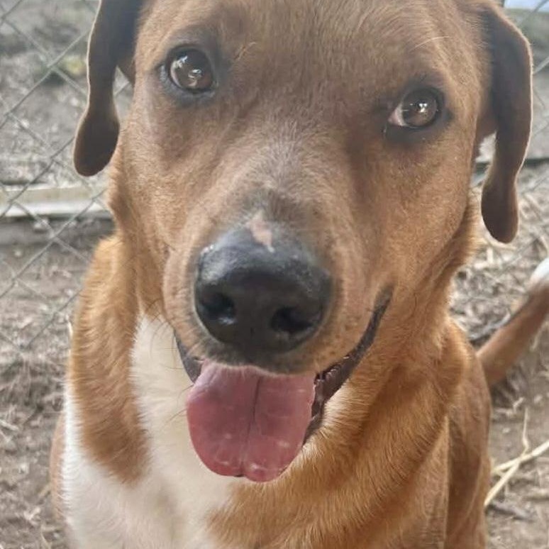 Enlarge Red, a Adoptable mixed breed in Glenwood, AR image 3/3