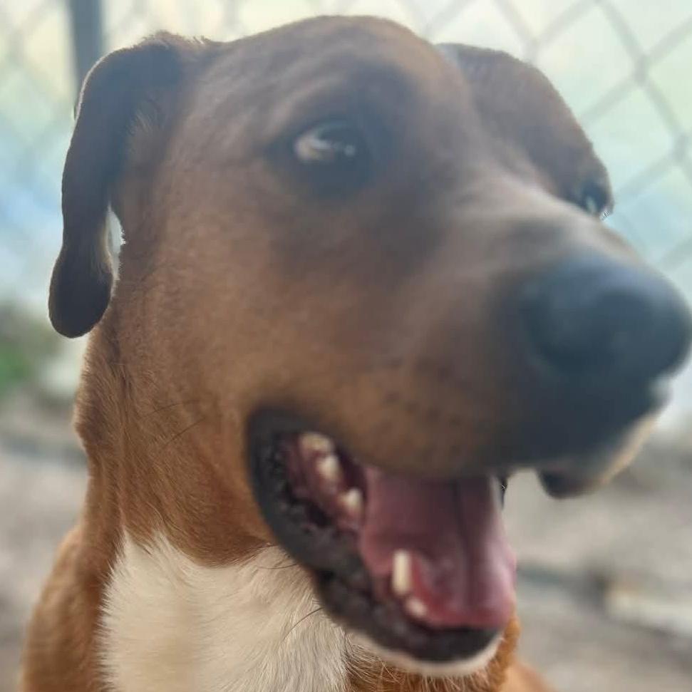 Enlarge Red, a Adoptable mixed breed in Glenwood, AR image 2/3