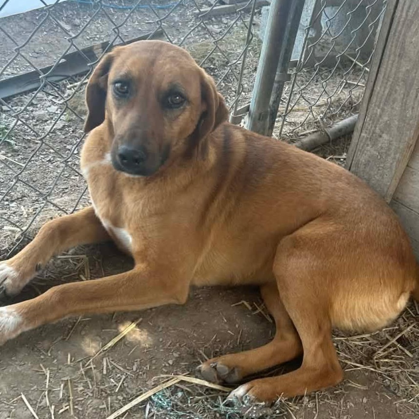 Enlarge Red, a Adoptable mixed breed in Glenwood, AR image 1/3