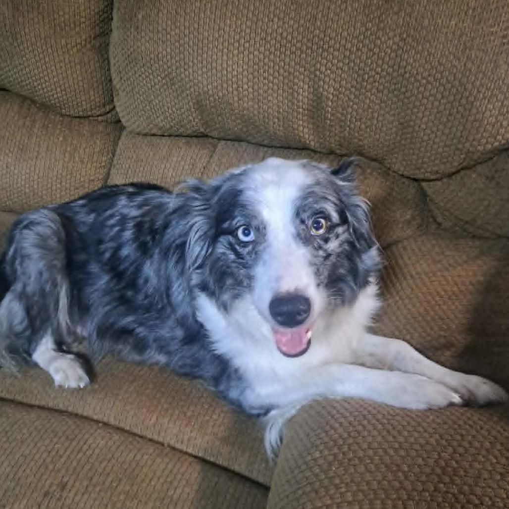 Hazy - aka Haizyn, Hazel, Adoptable, Senior Female Australian Shepherd & Border Collie.