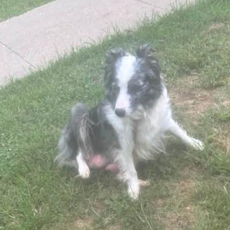 Enlarge Hazy - aka Haizyn, Hazel, a Adoptable mixed breed in Ada, MN image 3/6