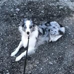 Enlarge Hazy - aka Haizyn, Hazel, a Adoptable mixed breed in Ada, MN image 4/6