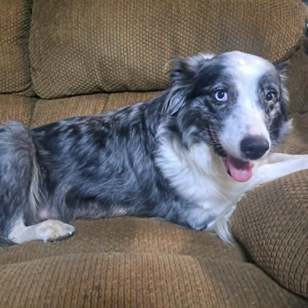 Enlarge Hazy - aka Haizyn, Hazel, a Adoptable mixed breed in Ada, MN image 5/6