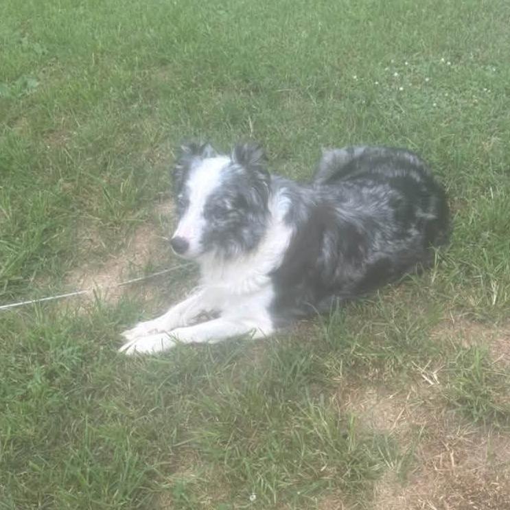 Enlarge Hazy - aka Haizyn, Hazel, a Adoptable mixed breed in Ada, MN image 6/6