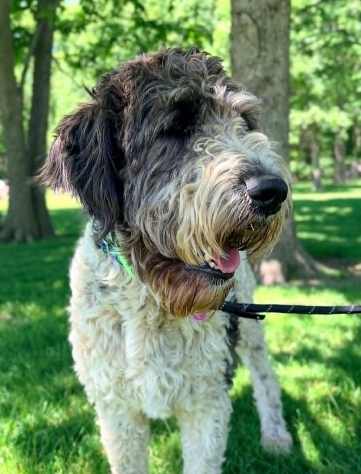 Enlarge Teddy, an adopted mixed breed in Celina, OH image 2/6