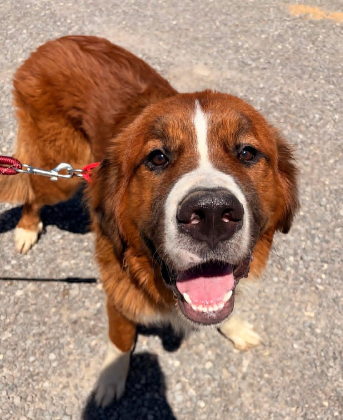 Enlarge Teddy, an adopted mixed breed in Celina, OH image 6/6