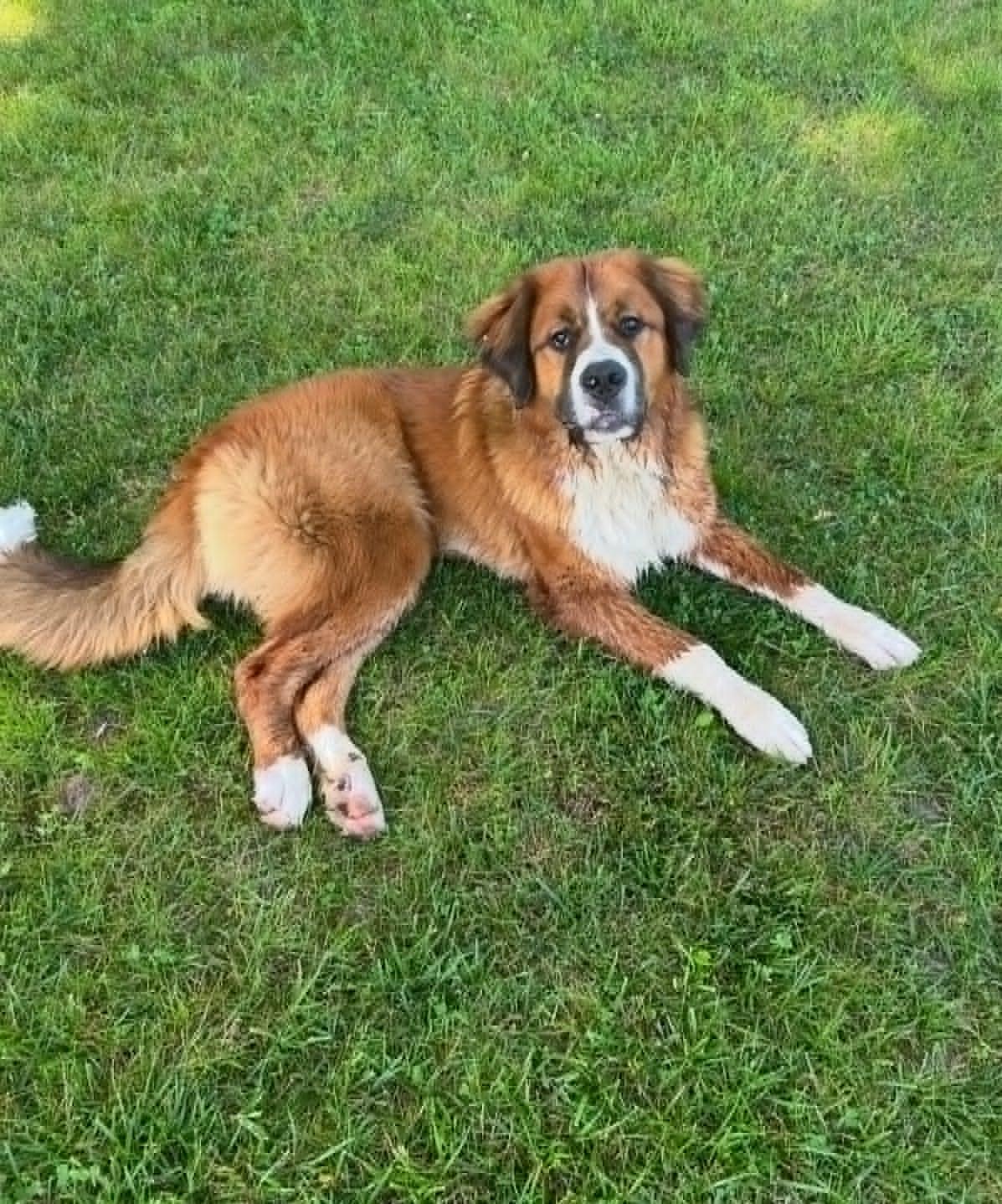 Teddy, adopted, Young Male Saint Bernard & Bernese Mountain Dog.