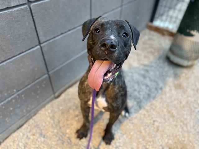 Enlarge CHAPO, a Adoptable mixed breed in Tucson, AZ image 1/1