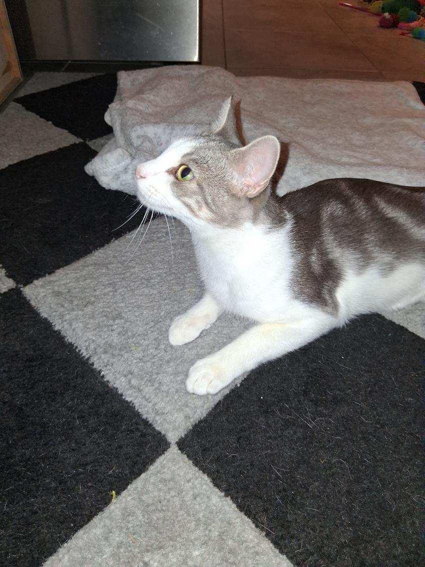 Enlarge Honey, a Adoptable Domestic Short Hair in staten island, NY image 2/3