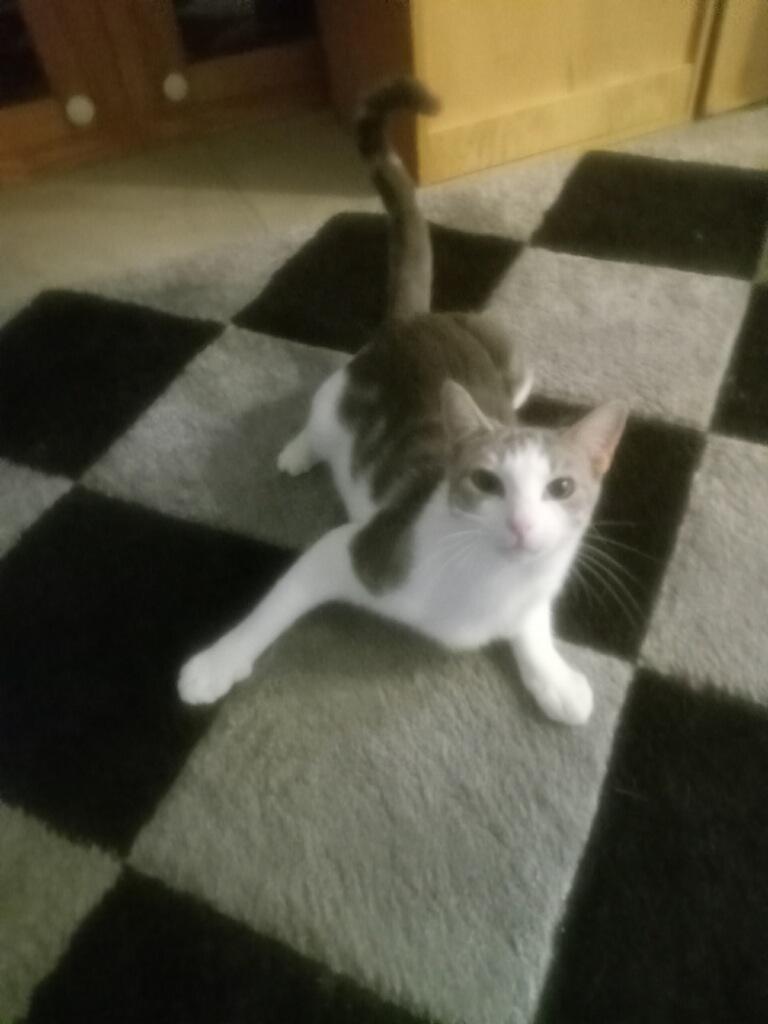 Honey, Adoptable, Kitten Female Domestic Short Hair.