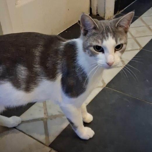 Honey, Adoptable, Kitten Female Domestic Short Hair.
