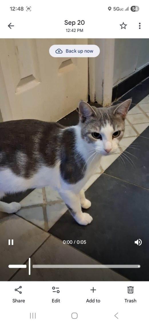 Enlarge Honey, a Adoptable Domestic Short Hair in staten island, NY image 1/3