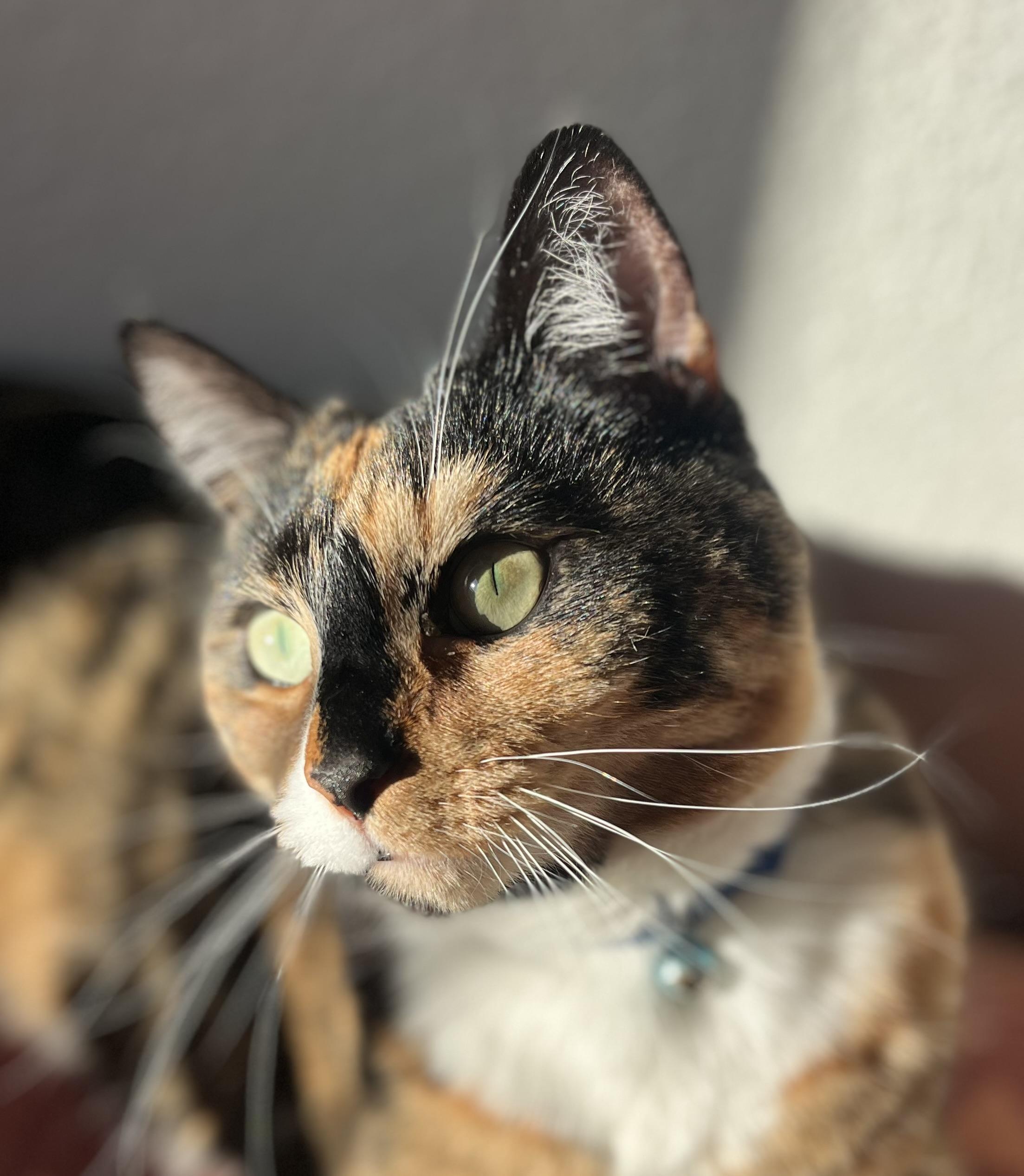 Doja