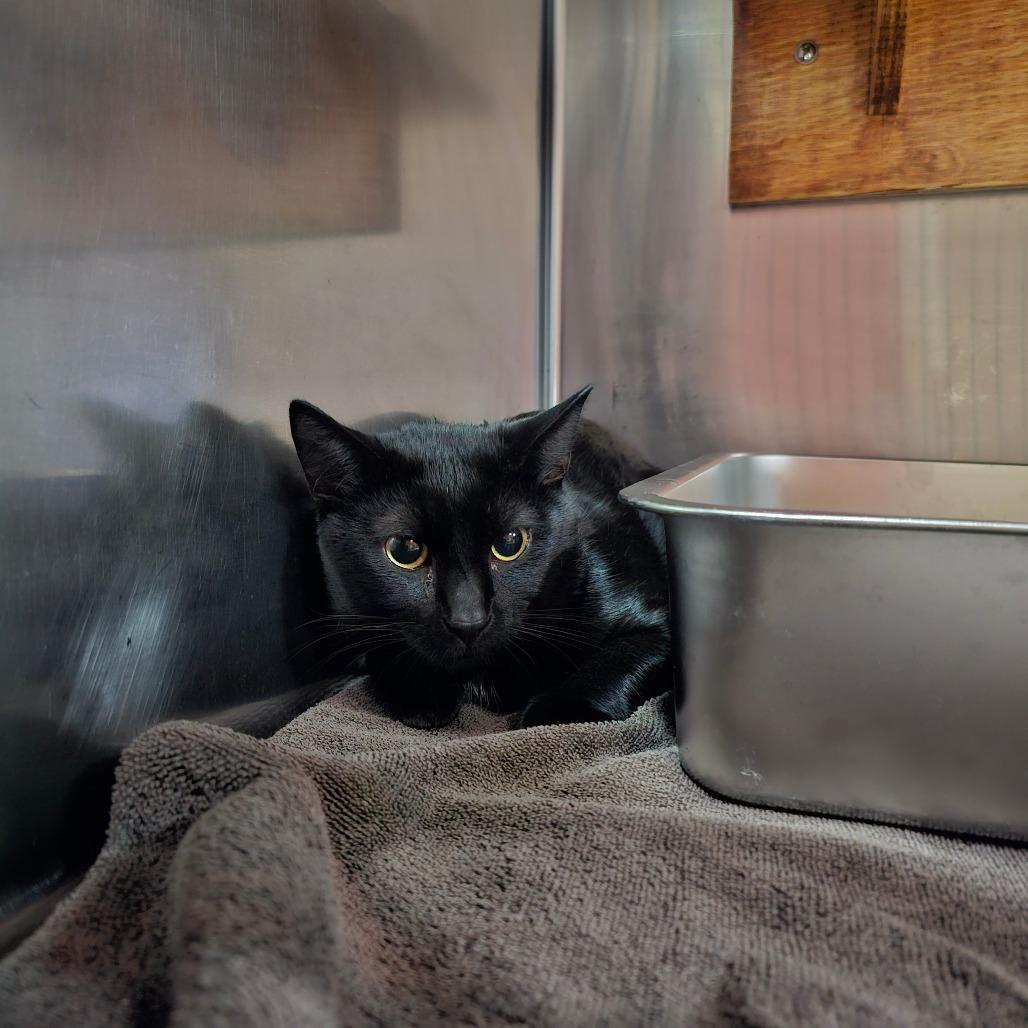 Astro, Adoptable, Adult Male Domestic Short Hair.