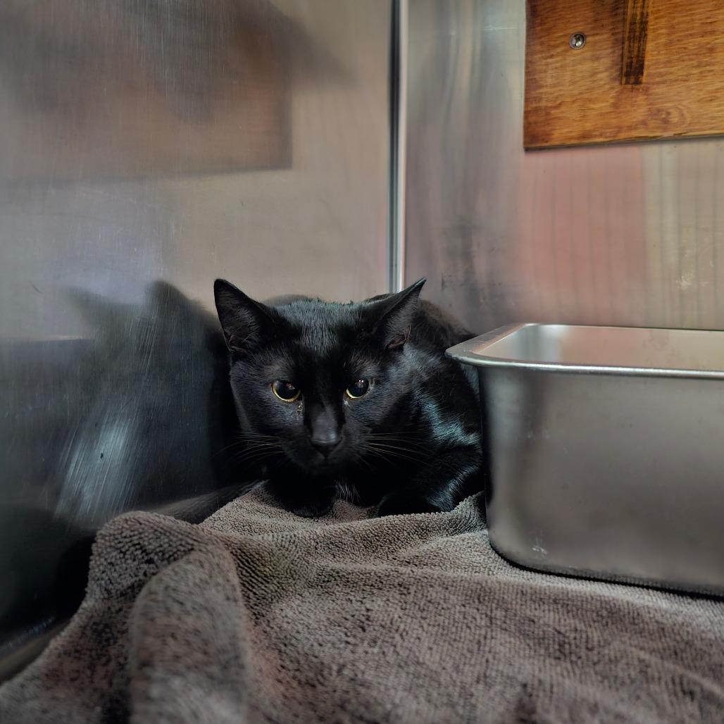 Enlarge Astro, a Adoptable Domestic Short Hair in Pensacola, FL image 2/2