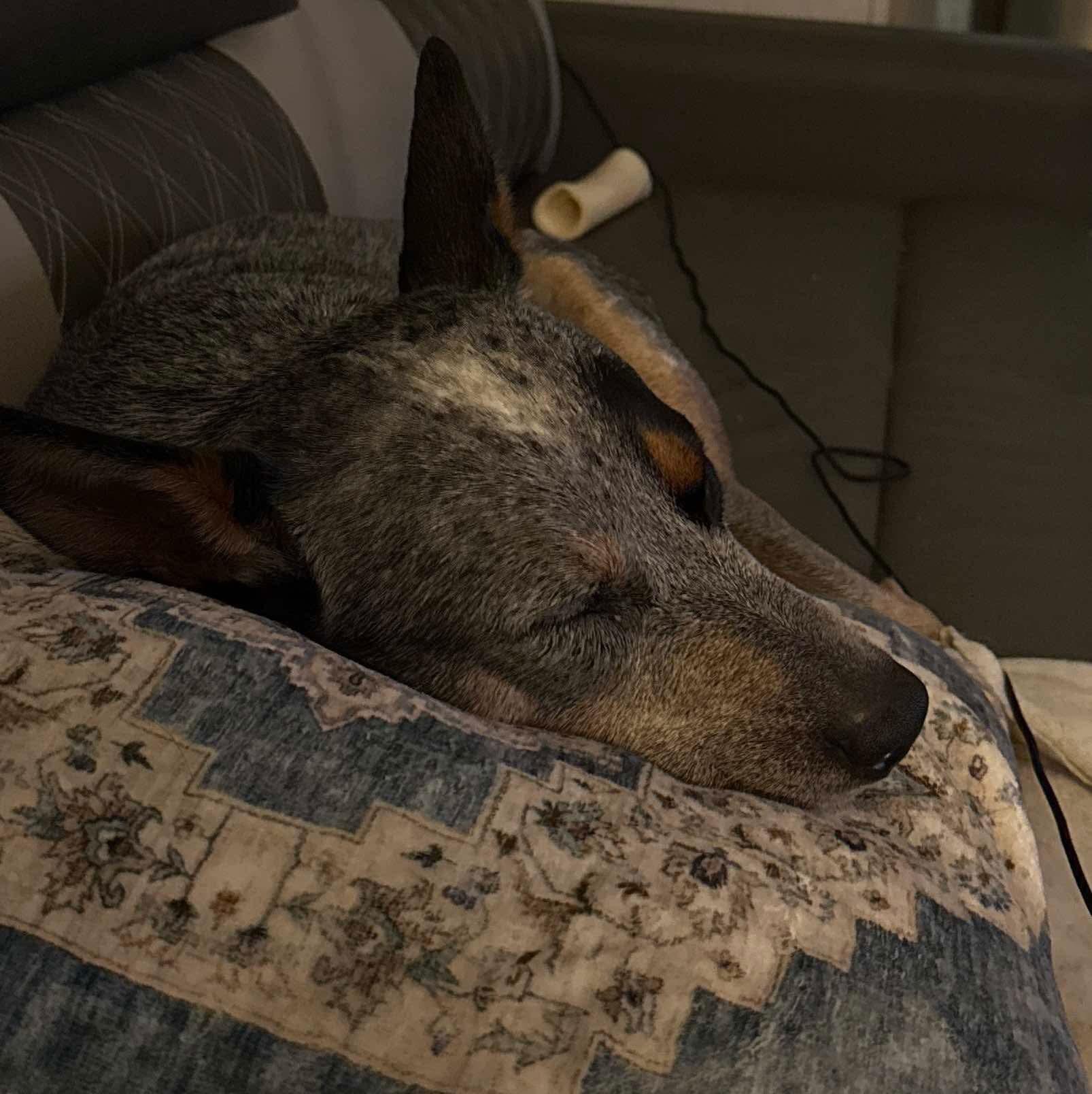 Toby, an adoptable Australian Cattle Dog / Blue Heeler in Rhinelander , WI, 54501 | Photo Image 6