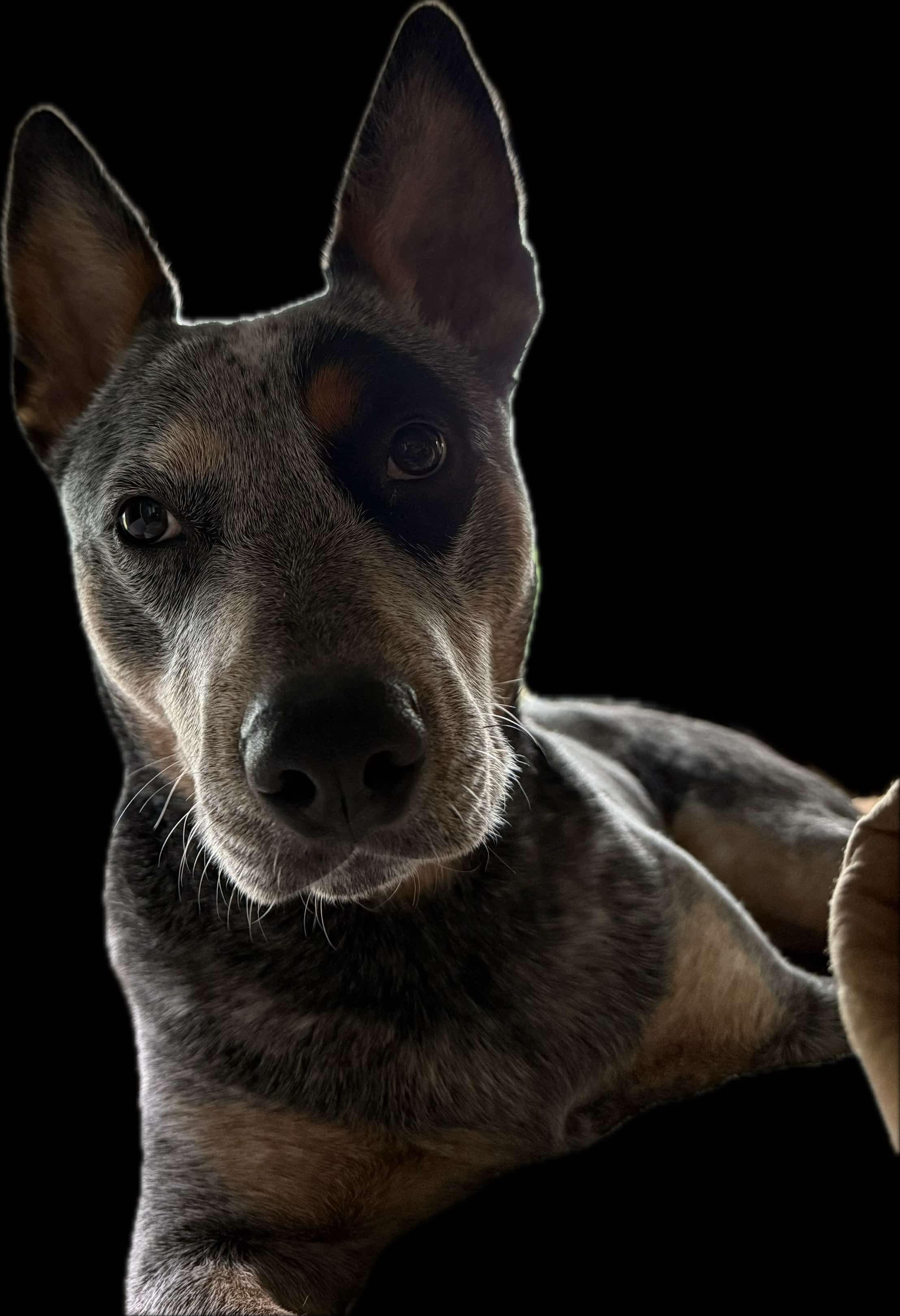 Toby, an adoptable Australian Cattle Dog / Blue Heeler in Rhinelander , WI, 54501 | Photo Image 5