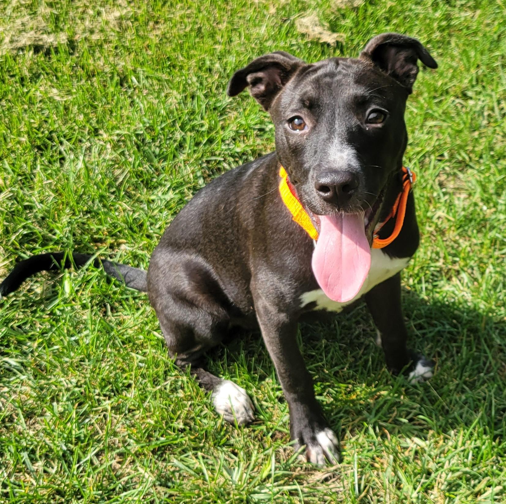 Enlarge Cairo, a Adoptable mixed breed in Hammonton, NJ image 2/6