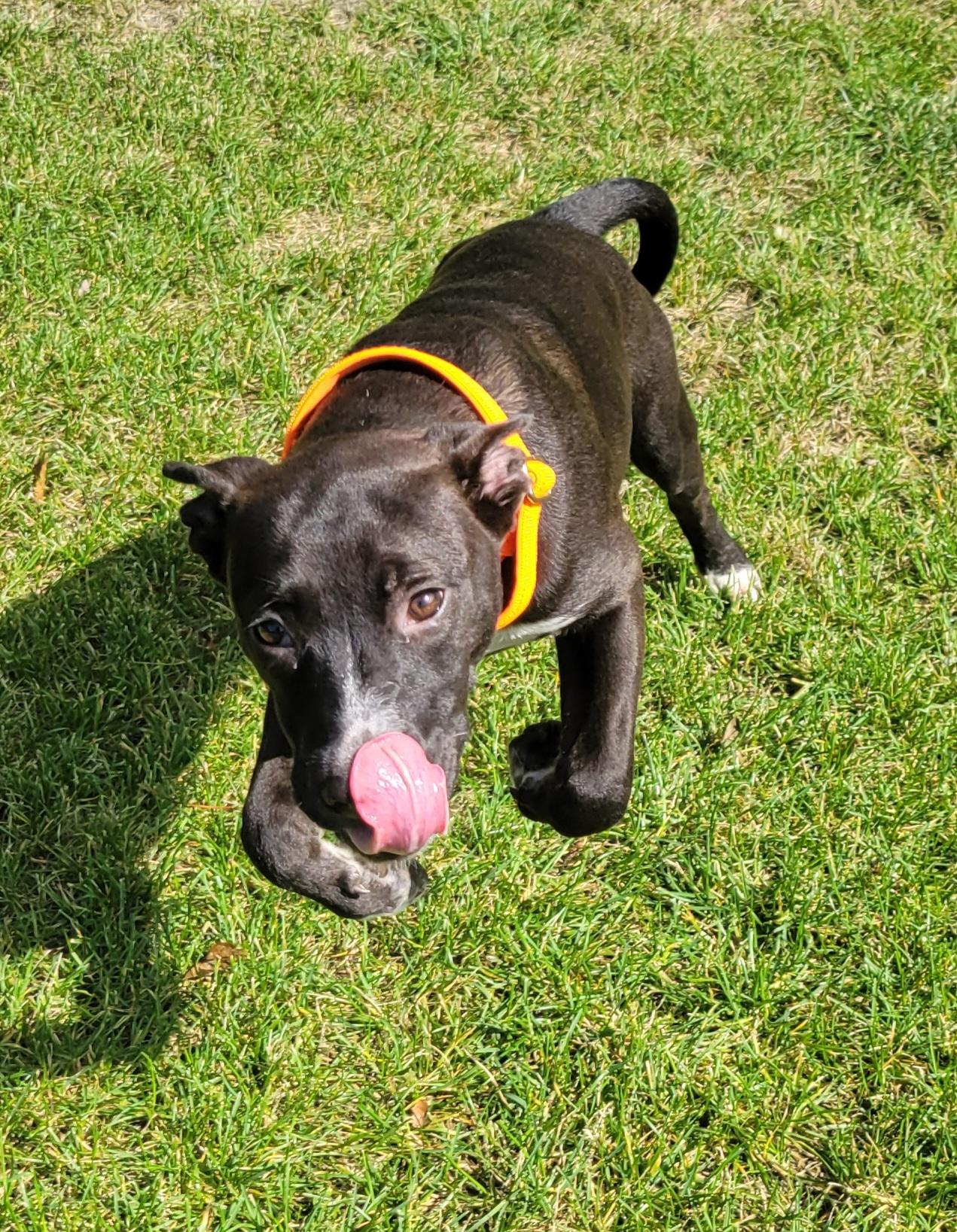 Enlarge Cairo, a Adoptable mixed breed in Hammonton, NJ image 3/6
