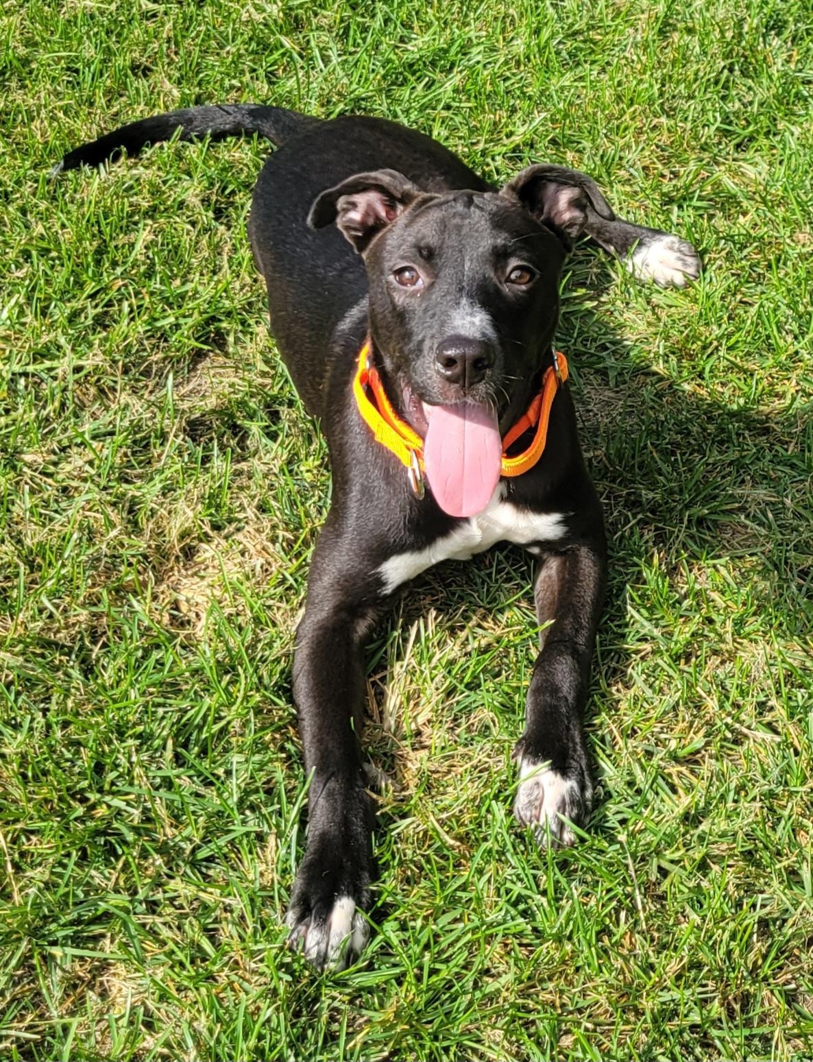 Cairo, Adoptable, Puppy Male Labrador Retriever.